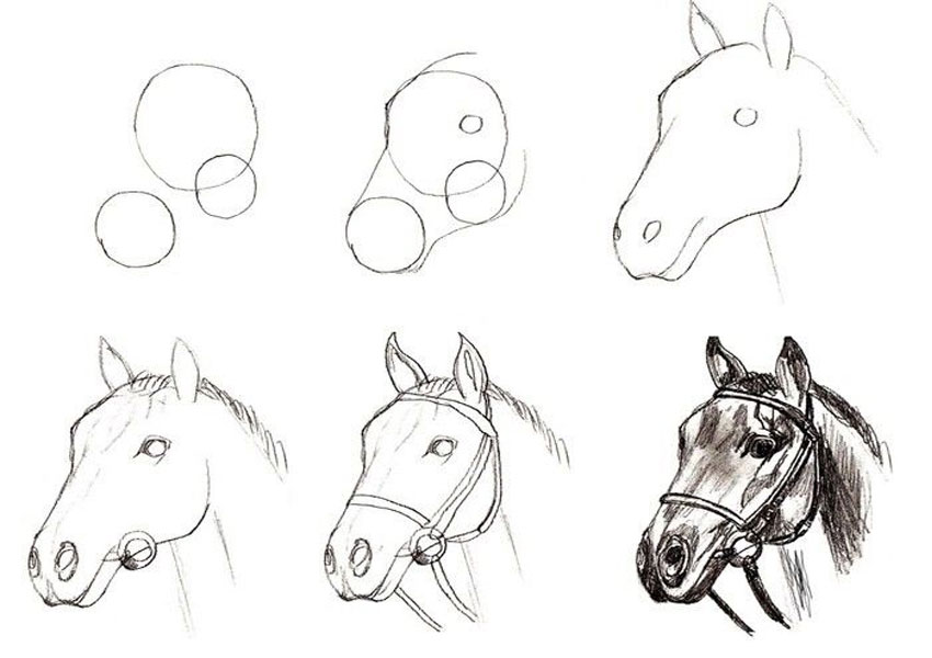 Как нарисовать лошадь пошагово - вариант 2