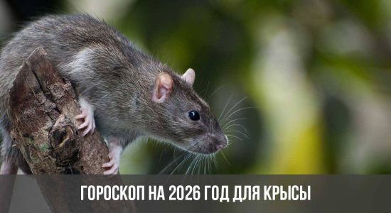 Гороскоп на 2026 год для Крысы