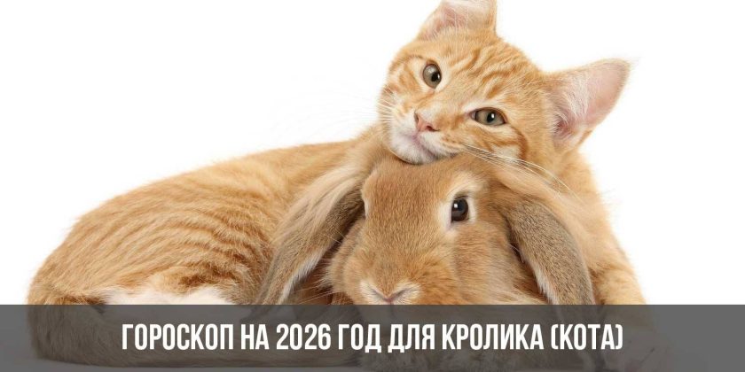 Гороскоп на 2026 год для Кролика (Кота)