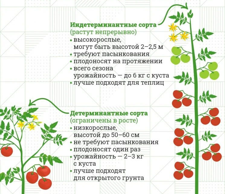 Сорта томатов, особенности