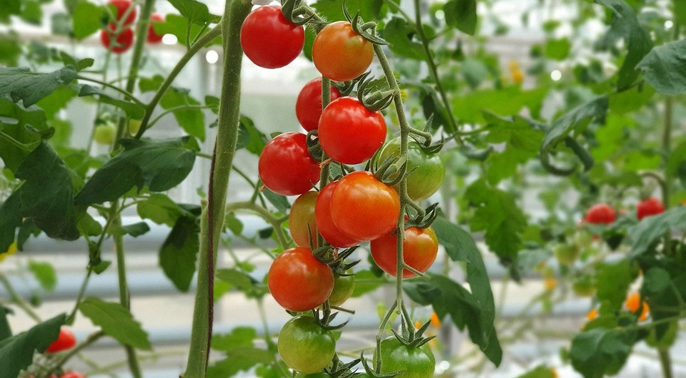 Сорта томатов для теплиц и открытого грунта, даты высадки